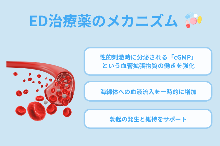ED治療薬のメカニズム