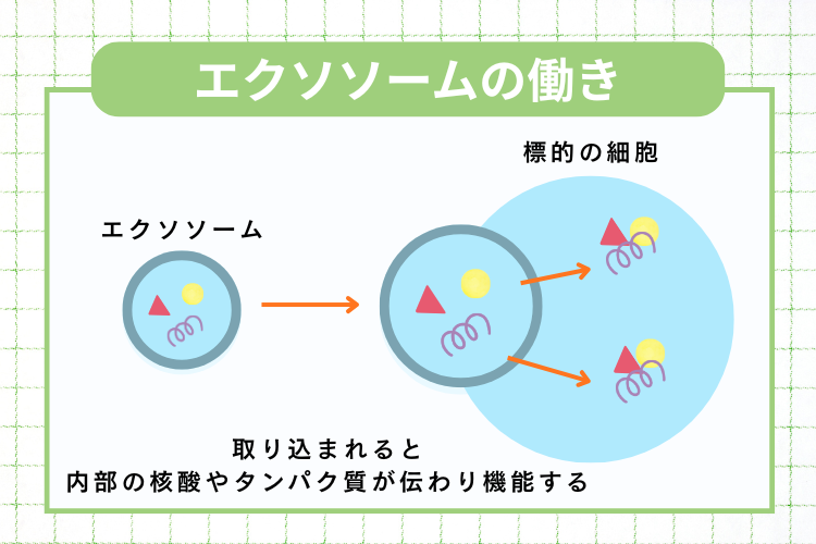 エクソソームの働き